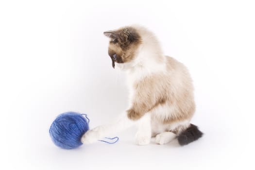 Cute cat and a blue wool ball 