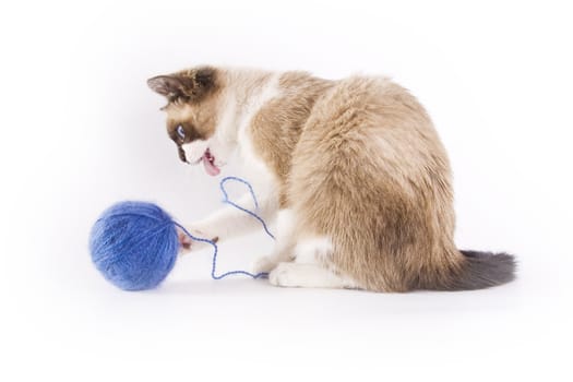 Cute cat and a blue wool ball 