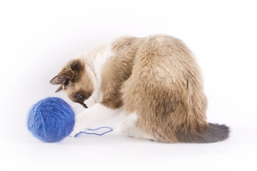 Cute cat and a blue wool ball 