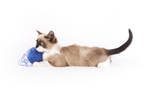 Cute cat and a blue wool ball 