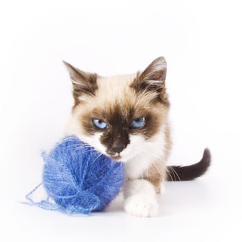 Cute cat and a blue wool ball 