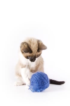 Cute cat and a blue wool ball 