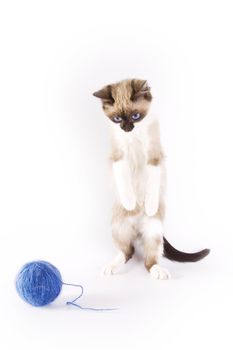 Cute cat and a blue wool ball 