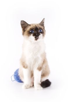 Cute cat and a blue wool ball 