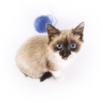 Cute cat and a blue wool ball 