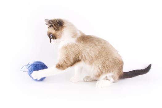 Cute cat and a blue wool ball 