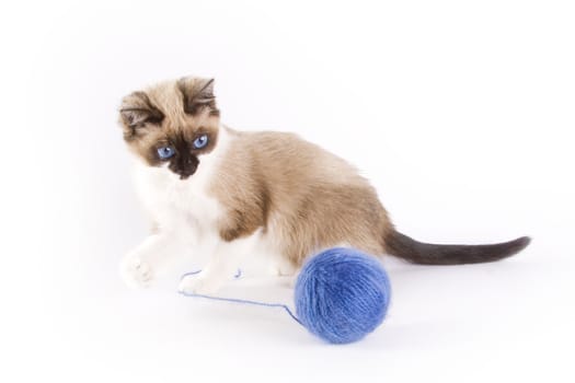 Cute cat and a blue wool ball 