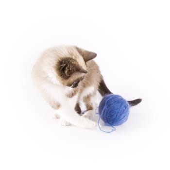 Cute cat and a blue wool ball 