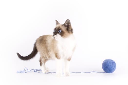 Cute cat and a blue wool ball 