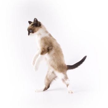 Cute cat on white background