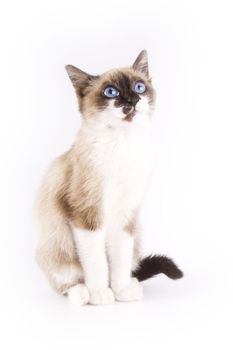 Cute cat on white background