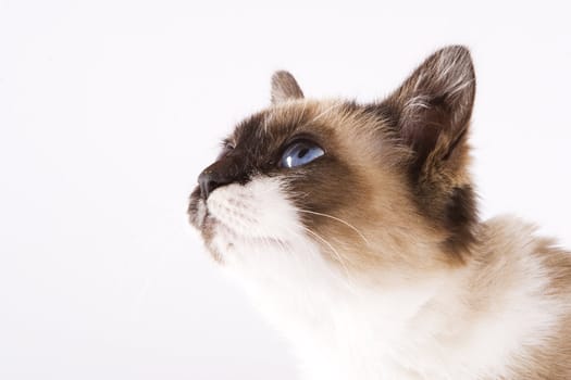 Cute cat on white background