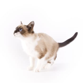 Cute cat on white background