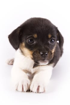 Cute puppy