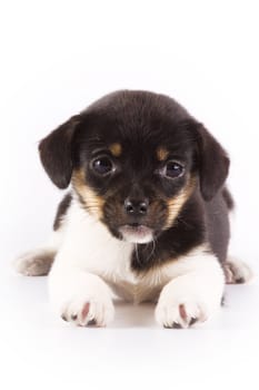 Cute puppy