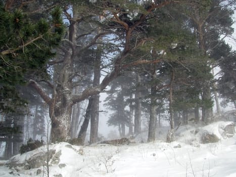 winter; wood, pine, tree, snow; snow, nature; landscape; type; background; beauty; Caucasus, panorama, snowstorm, blizzard, stone