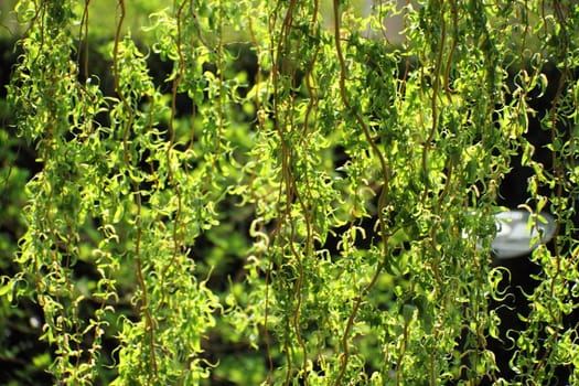 Close up image of the leaves of a forest.