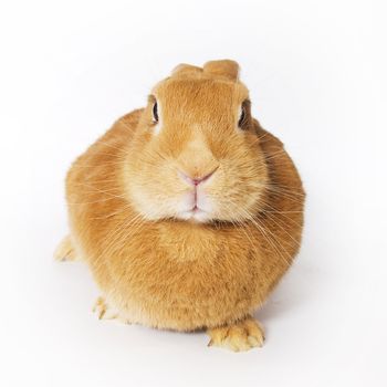 Cute rabbit on white background