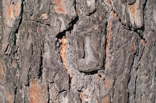 Pine tree bark texture, pattern, background, wallpaper horizontal