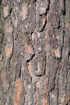 Pine tree bark texture, pattern, background, wallpaper vertical
