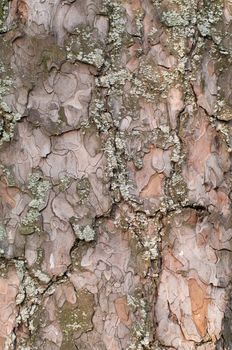 Pine tree bark texture, pattern, background, wallpaper