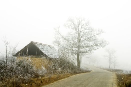 foggy winter day