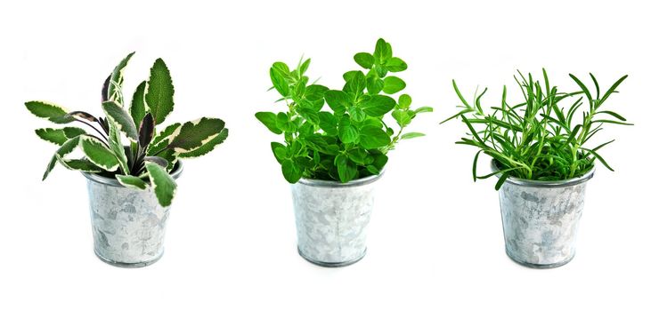 Assorted fresh herbs in buckets isolated on white background