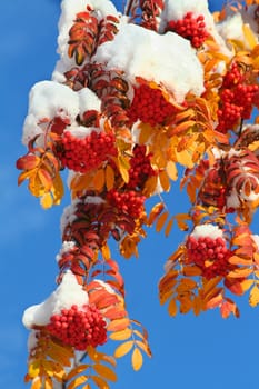 Red berry of a mountain ash covered with a snow in the winter under the sun on a background of the dark blue sky is integrated