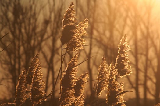 Cane on lake in the evening in beams of the coming sun