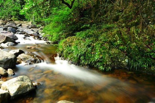 fresh stream in forest