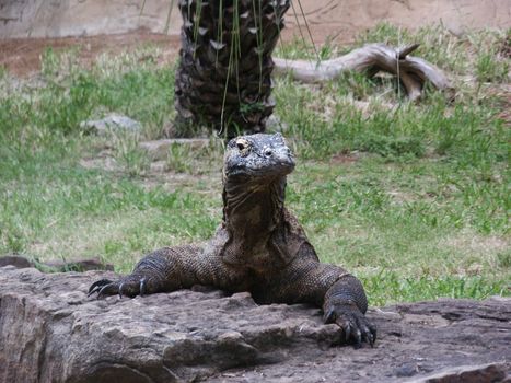 A Komodo Dragon at the zoo looking right at you.