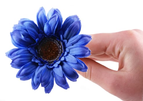 Hand holding a blue purple gerbera.