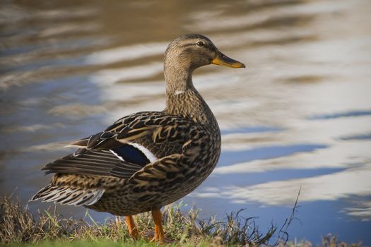 Female Mallad duck entering a lake