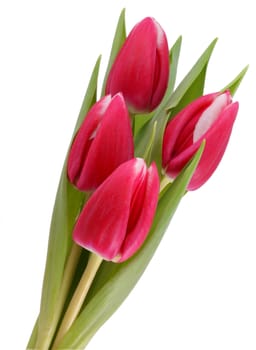 Four red tulips isolated on a white background.