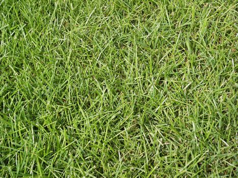 A shot of some high grass from a yard.  Maks a great textured background.