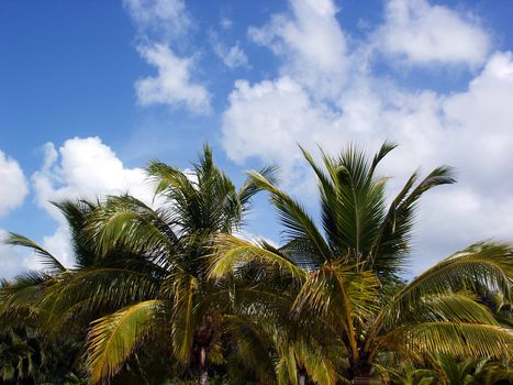 Tree line on a beach in Cancun Mexico.