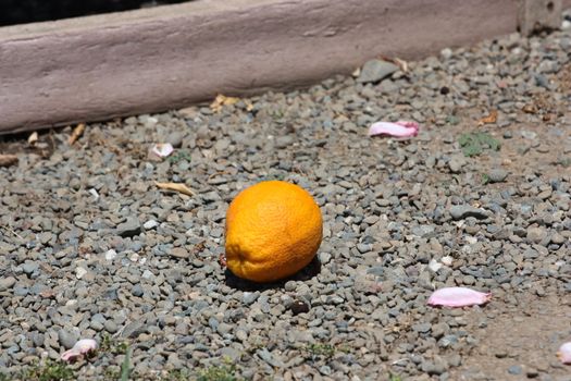 Close up of an orange on a ground.