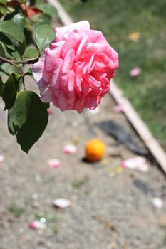 Pink rose flower close up on a sunny day.