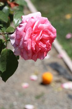 Pink rose flower close up on a sunny day.