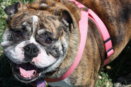 Cute puppy bulldog outside in a park. 