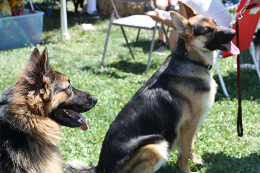 German shepherd dogs outside in a park.