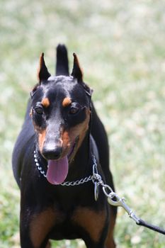 Close up of a German Pincher dog.