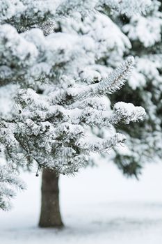 Fir Trees in City Park at Daytime