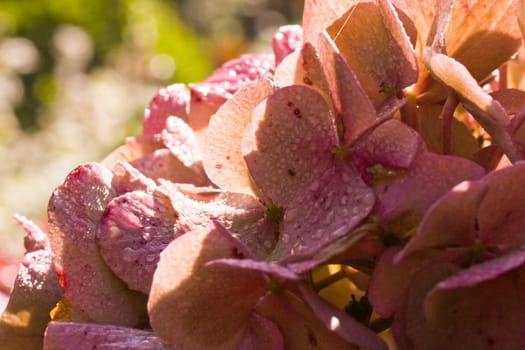Late Hortensia flowers with dew on early morning in October
