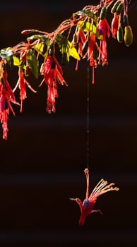 Fallen flower of Fuchsia hanging on thread of spiderweb in the morningsun