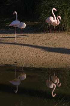 Two pink flamingo's with reflection in the water