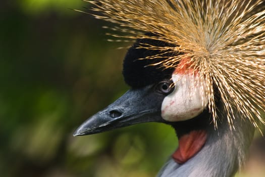 Grey Crowned Crane lives in Africa and is national symbol of Oeganda