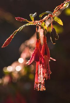 Sun is shining through the drops of morning dew on a fuchsia