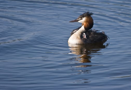 Female Great Crested Grebe with two fluffy, striped young grebe