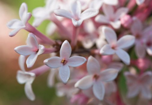 The very tiny flowers of syringa microphyla in close view